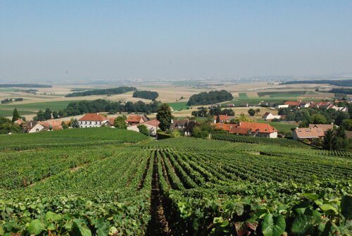 Champagne, France - Vineyards around Reims - Paris car hire