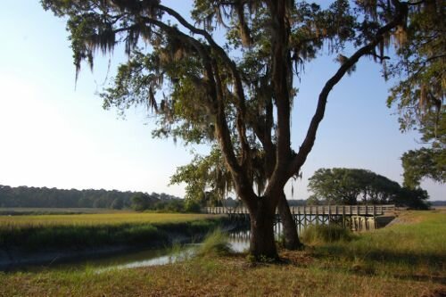 Georgia, USA - Spanish moss, Sea Islands - Atlanta Airport car hire