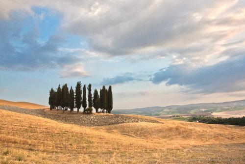 Tuscany, Italy - Cypress trees - Florence Airport car hire