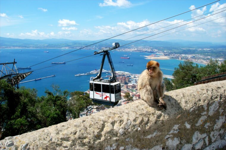 One of Gibraltar's famous Barbary macaques. If you're heading into Spain, pick up a Gibraltar Airport car hire.